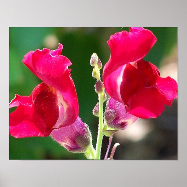 Red Flowers In Sunlight Poster (Front)
