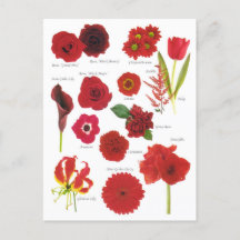 Red Flowers Postcard