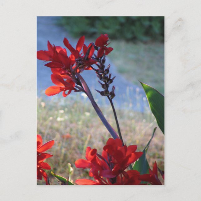Red Flowers Postcard (Front)