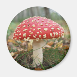 Red Fly Agaric Magnet
