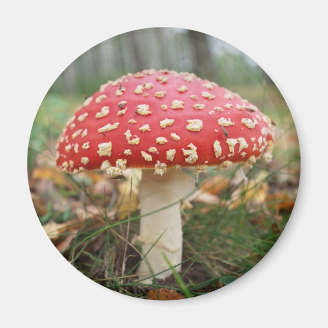 Red Fly Agaric Magnet (Front)