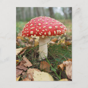 Red Fly Agaric Postcard