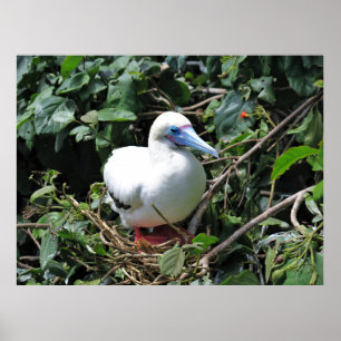 Red Footed Booby Poster