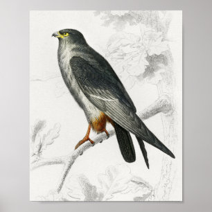 Red-footed Falcon Illustration Vintage Art Print