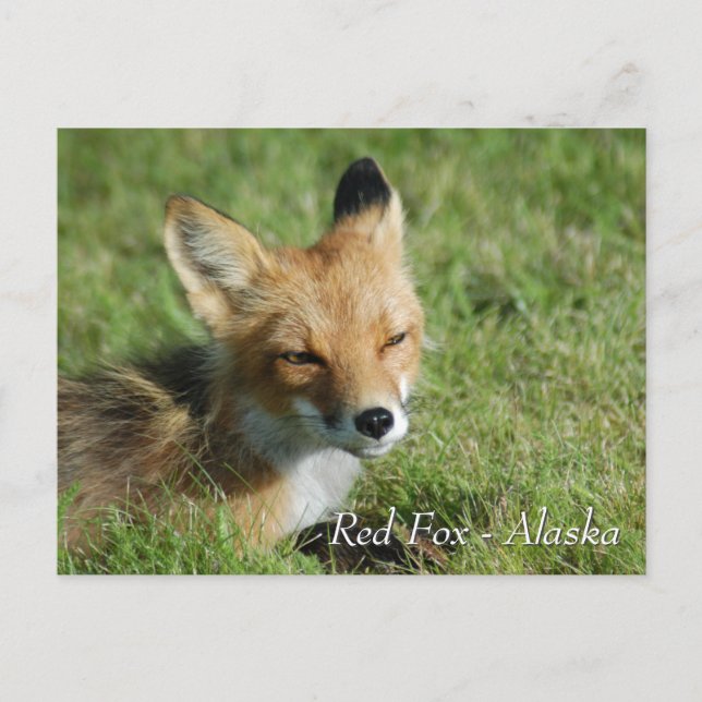 Red Fox Alaska Postcard (Front)