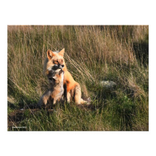 Red Fox and It's Kit  Photo Print