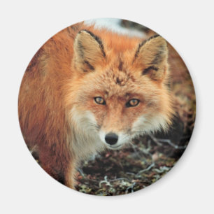 Red Fox at Cape Newenham Magnet