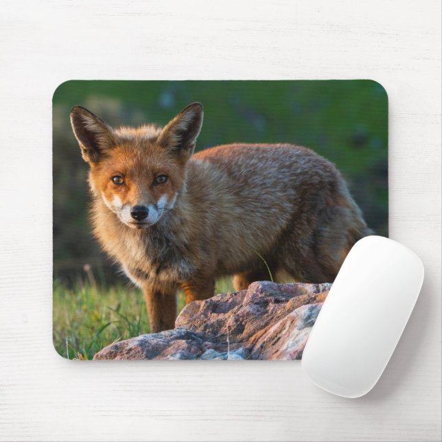 Red Fox at Sunset, Australia, Wildlife Photo Mouse Pad (With Mouse)