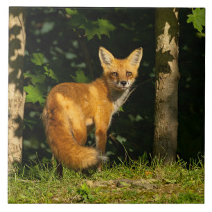Red Fox Beauty Tile