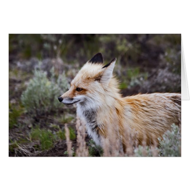 Red Fox - Card (Front Horizontal)