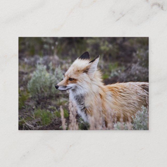 Red Fox - Carte de visite (Devant)