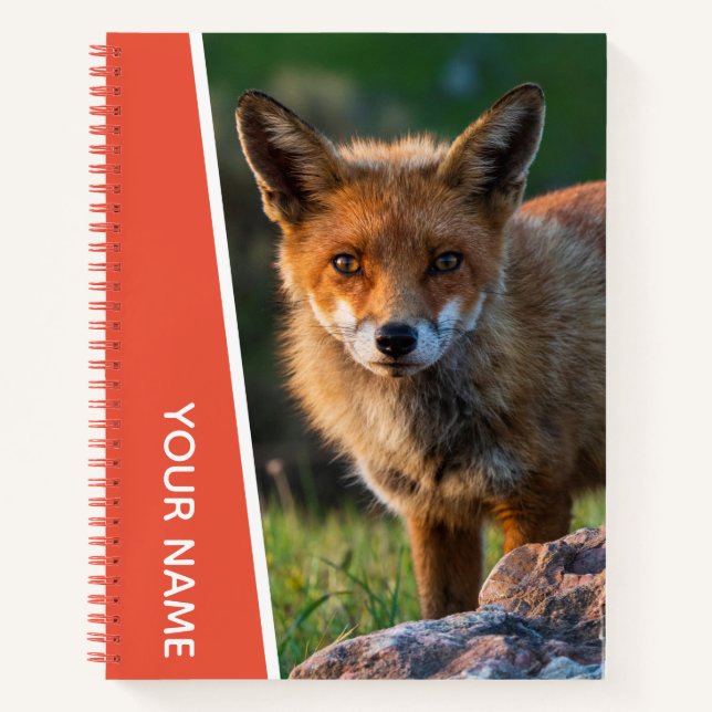 Red Fox Closeup Portrait Photo Sunset Australia Notebook (Front)