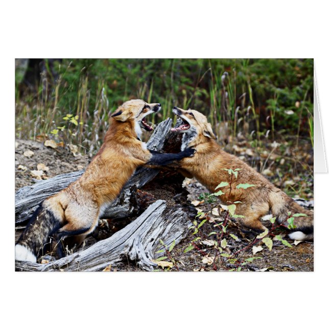 Red Fox - Combat (Devant horizontal)