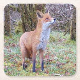 Red Fox Cub Coaster