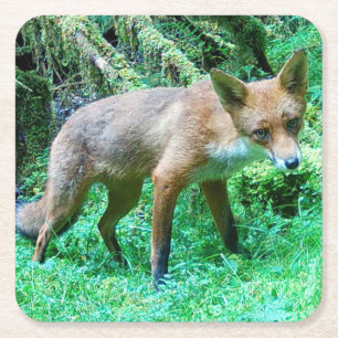 Red Fox Cub Coaster