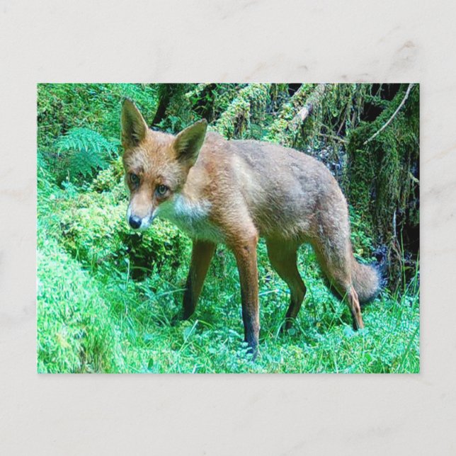 Red Fox Cub  Postcard (Front)