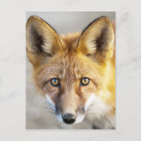 Red Fox Face, Close-up