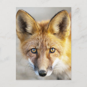 Red Fox Face, Close-up Postcard