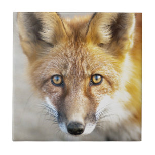 Red Fox Face, Close-up Tile