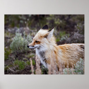 Red Fox - Fine Art Print