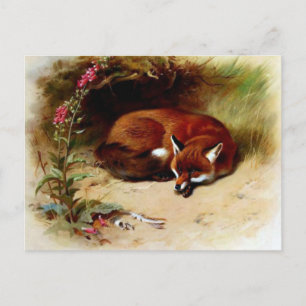 Red Fox Front of Her Den Postcard