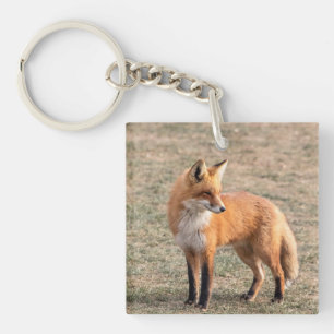 Red Fox in a field Keychain