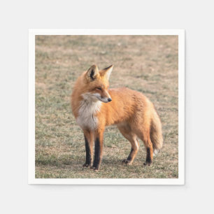 Red Fox in a field Napkin