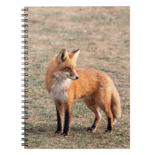 Red Fox in a field Notebook (Front)