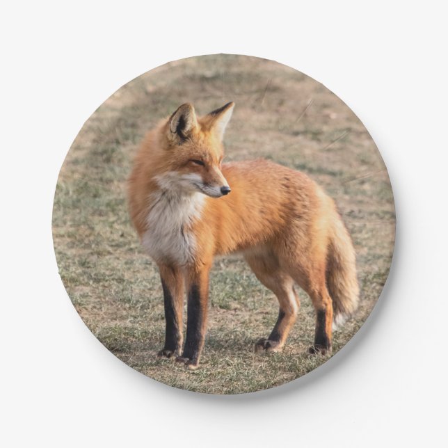 Red Fox in a field Paper Plate (Front)