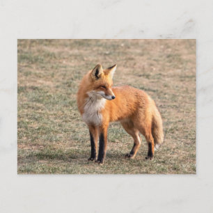 Red Fox in a field Postcard