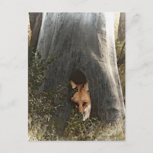 Red Fox in a Tree Gifts and Apparel Postcard (Front)