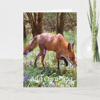 Red Fox in Bluebells Card – Wildlife Red Fox