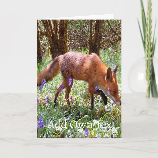 Red Fox in Bluebells Card – Wildlife Red Fox (Front)