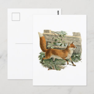 Red Fox in Rustic Country Cottage Illustration Postcard