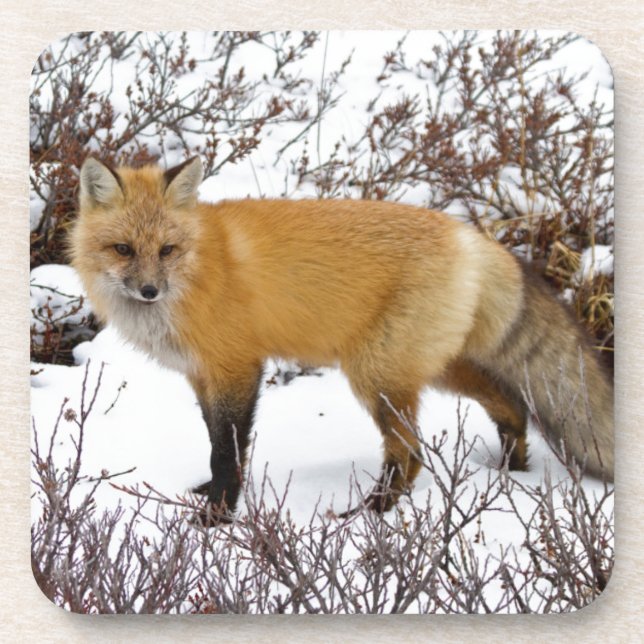 Red Fox in snow in winter Coaster (Front)