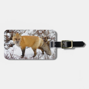 Red Fox in snow in winter Luggage Tag