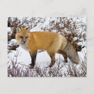 Red Fox in snow in winter Postcard