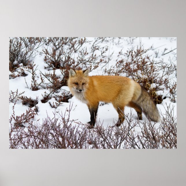 Red Fox in snow in winter Poster (Front)