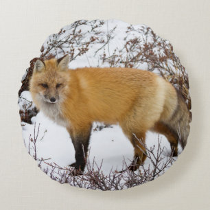 Red Fox in snow in winter Round Pillow