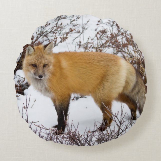 Red Fox in snow in winter Round Pillow (Front)