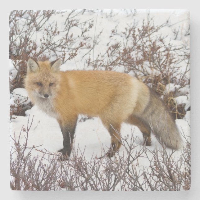 Red Fox in snow in winter Stone Coaster (Front)