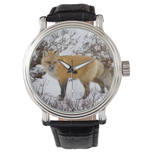 Red Fox in snow in winter Watch (Front)