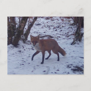 Red Fox in Snow Postcard
