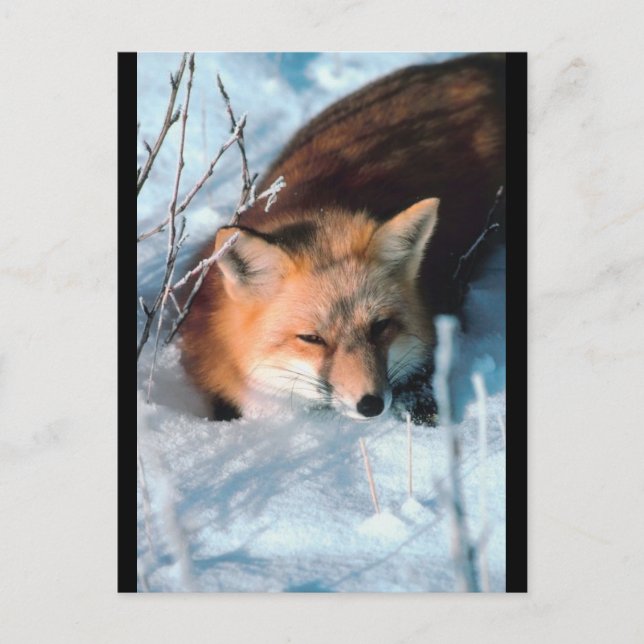 Red Fox in Snow Postcard (Front)
