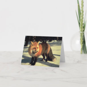 Red Fox in Snow, Rocky Mountain National Park, CO Holiday Card