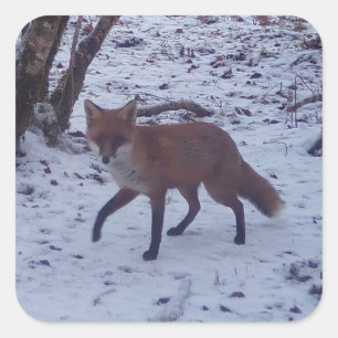 Red Fox in Snow Square Sticker