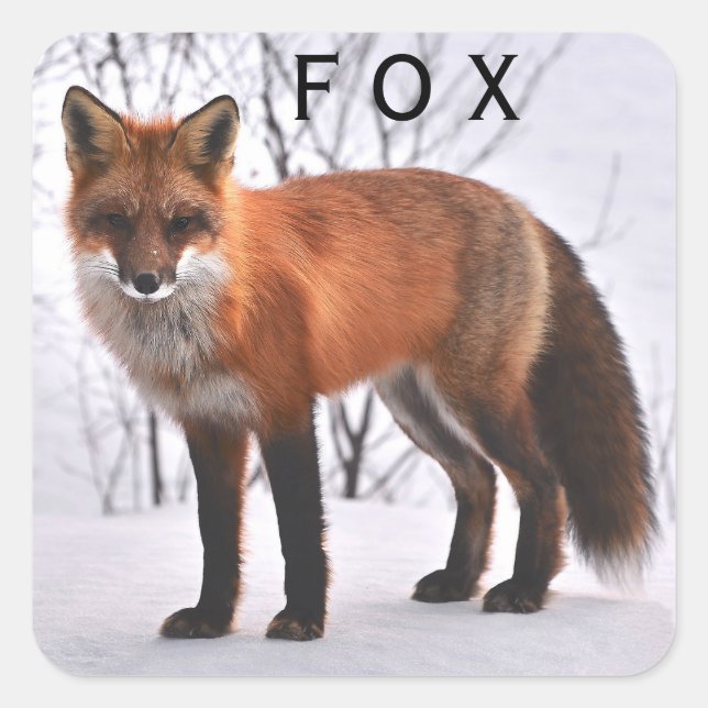 Red Fox In Snow Square Sticker (Front)