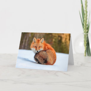 Red Fox In Snow   Yukon Card