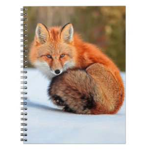 Red Fox In Snow   Yukon Notebook