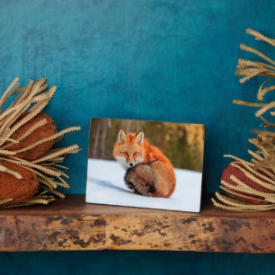 Red Fox In Snow   Yukon Plaque